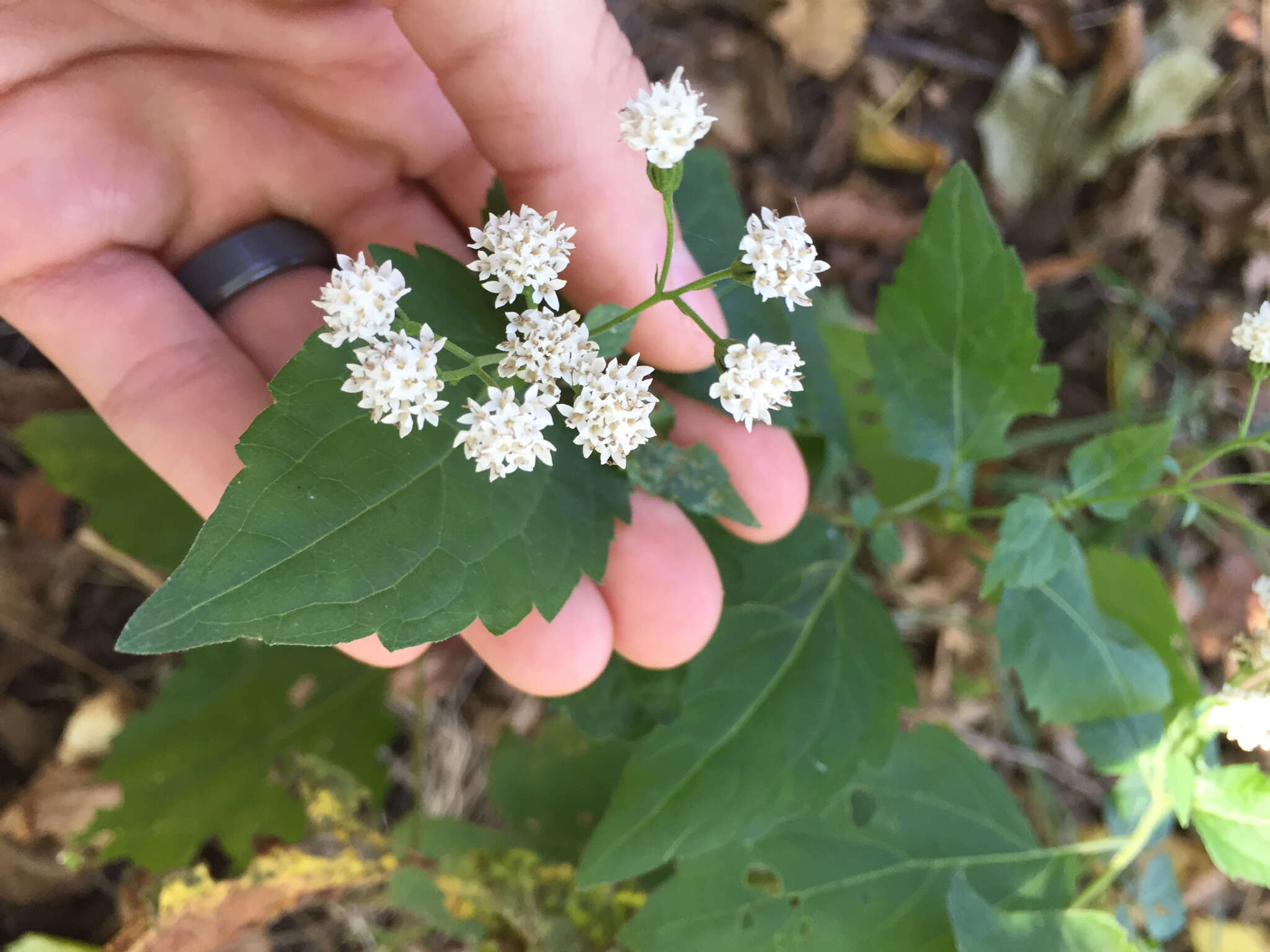 Plancia ëd Ageratina altissima (L.) R. King & H. Rob.