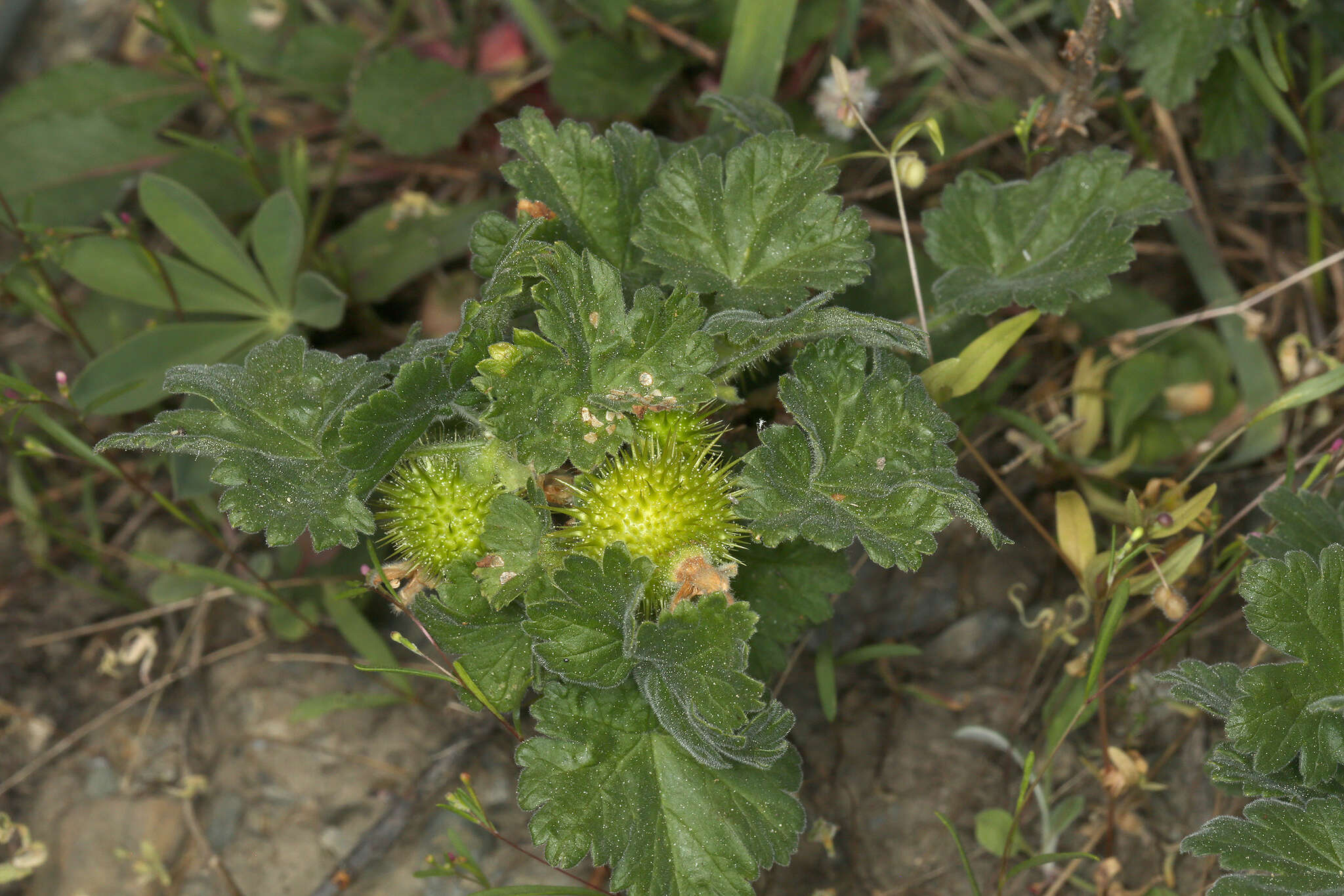 Image of ground gooseberry