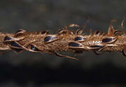 Sivun Polystichum vestitum (G. Forst.) C. Presl kuva