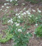 Image of Texas crownbeard