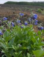 Mertensia pubescens (Roem. & Schult.) DC. resmi