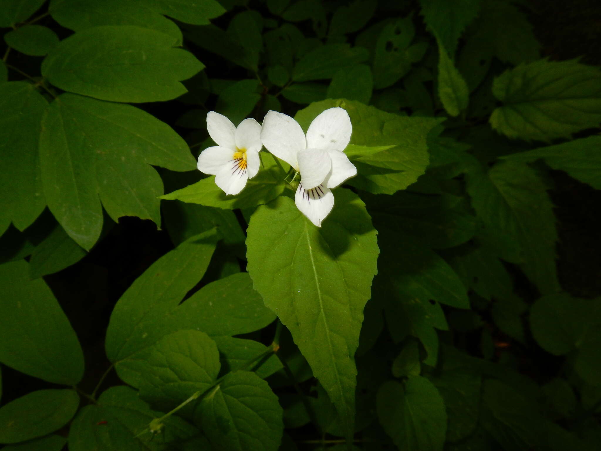 Imagem de Viola canadensis L.