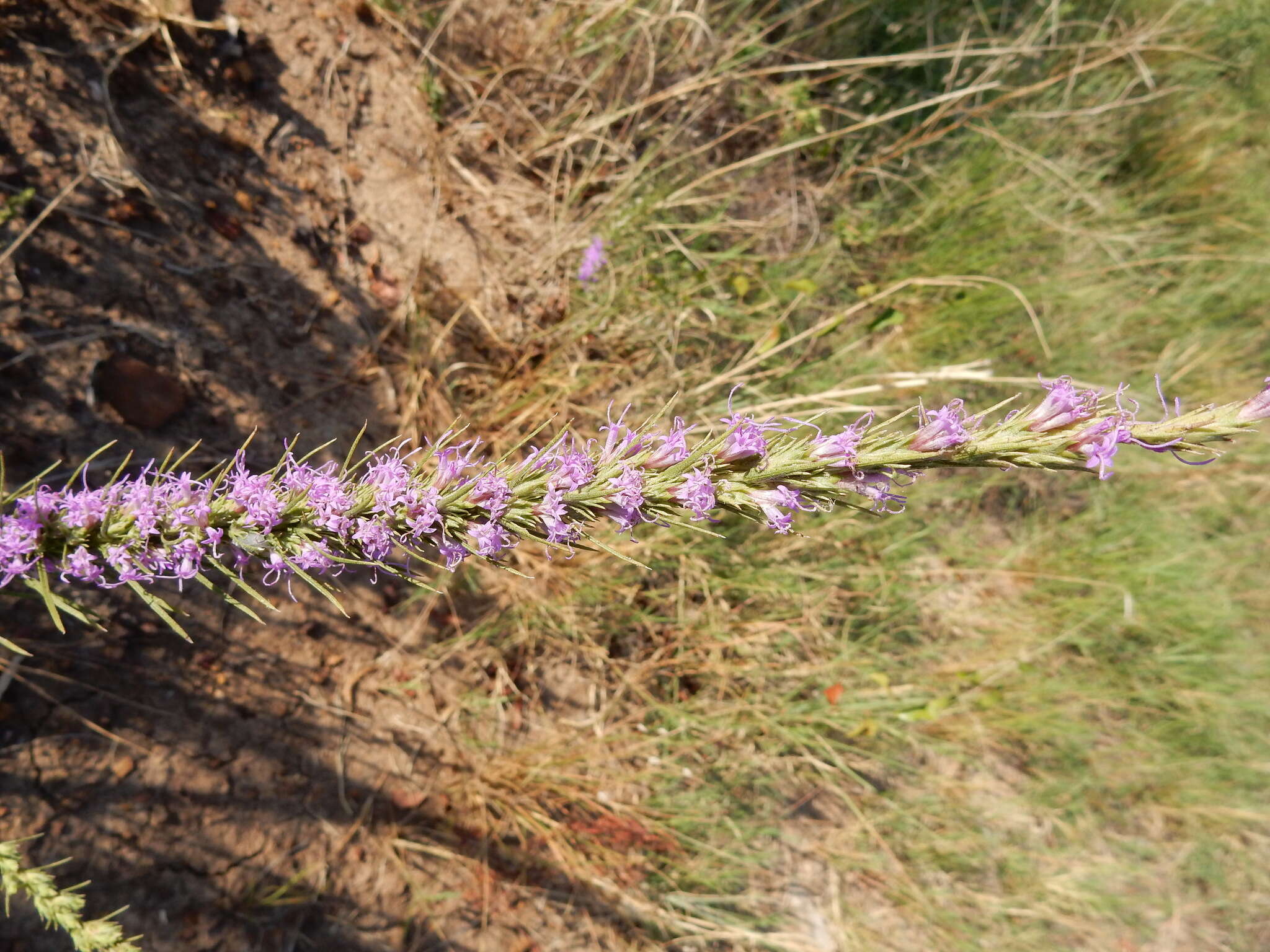 Image of cusp blazing star