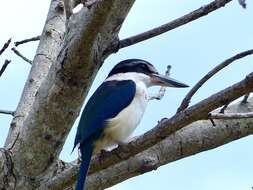 Image of Pacific Kingfisher