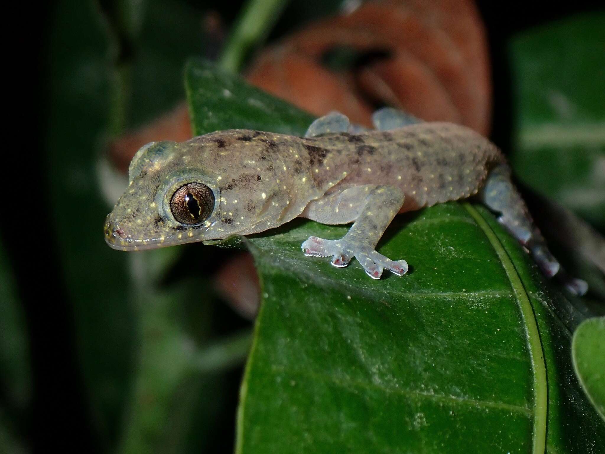 Image of Botel Gecko