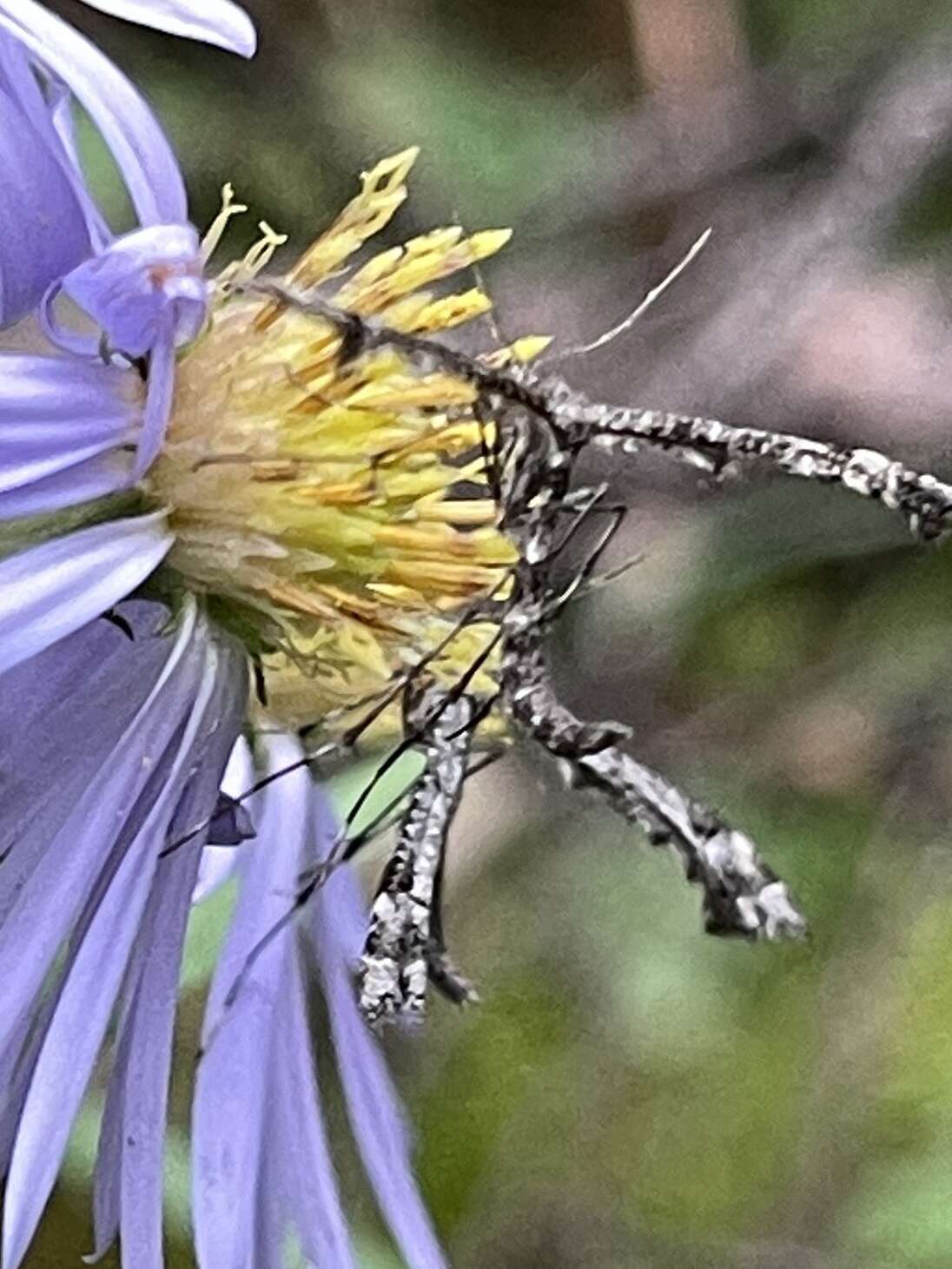 Image of Geranium Plume Moth