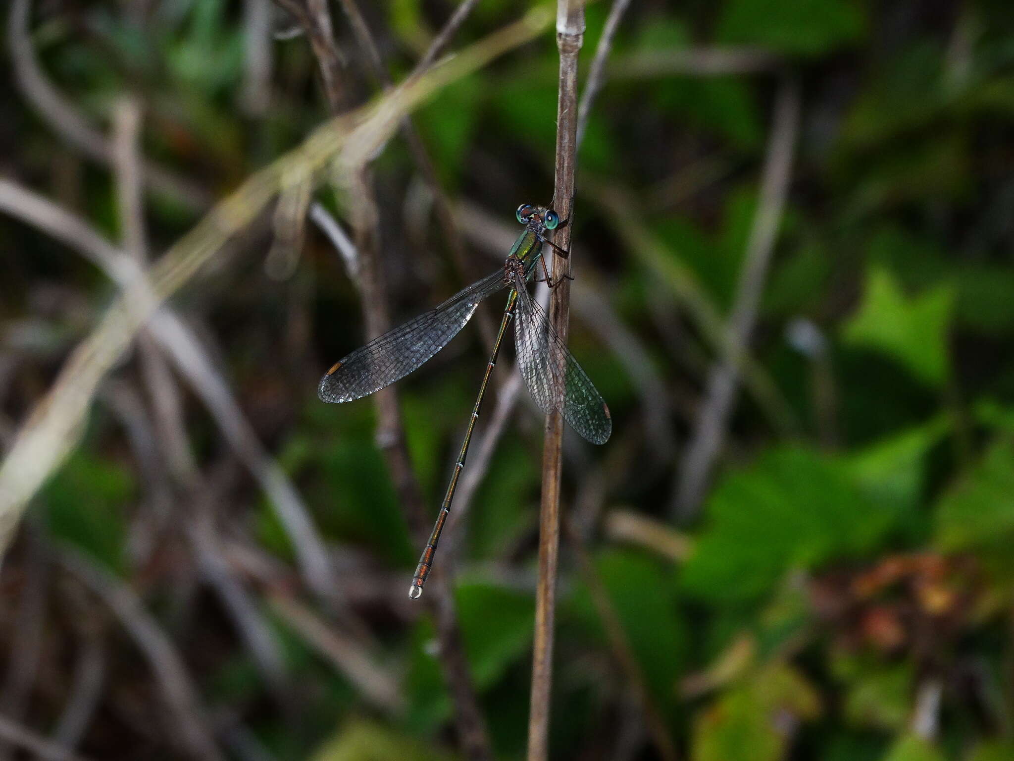 Image of Eastern Willow Spreadwing