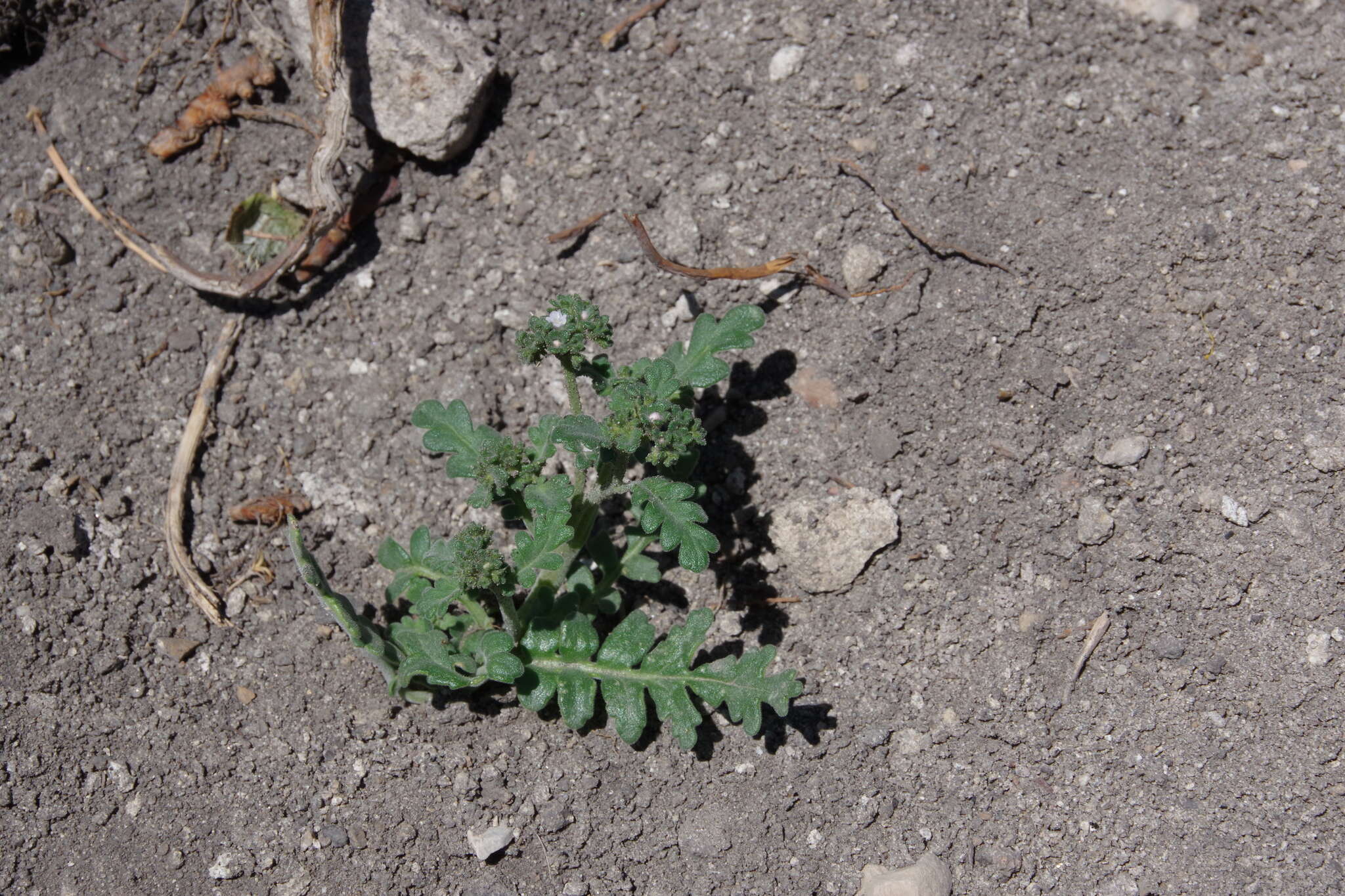 Image de Phacelia ivesiana Torr.