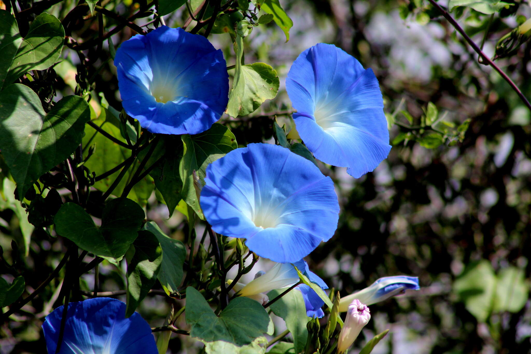 Image of Ololiuqui or Mexican Morning Glory