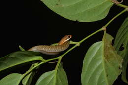 Image of Ecuador Sipo