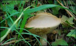 Image of Leccinum duriusculum (Schulzer ex Kalchbr.) Singer 1947