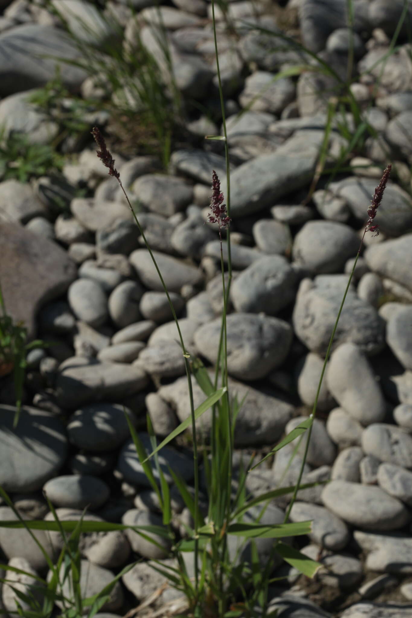 Image of Colpodium altaicum Trin.