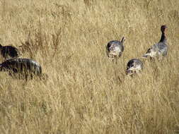 Image of Merriam's Turkey