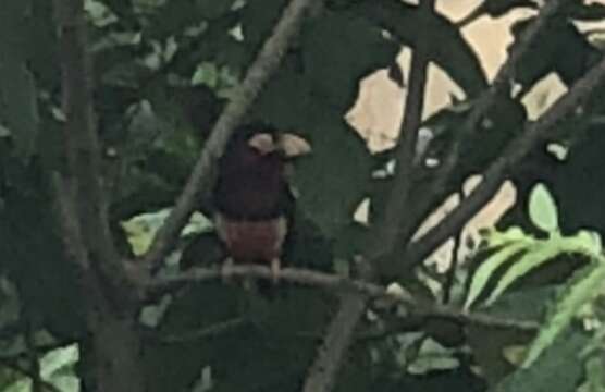 Image of Bearded Barbet