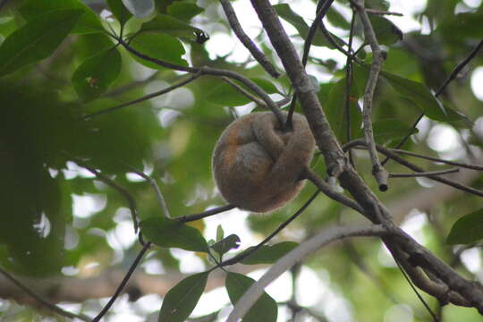 Image of silky anteaters