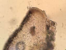 Image of Griffith's cliostomum lichen