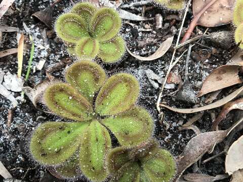 Image of Drosera erythrorhiza subsp. squamosa (Benth.) N. Marchant & Lowrie