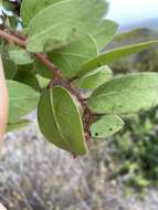 Image of Monterey manzanita