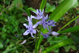 Image of Scilla lilio-hyacinthus L.