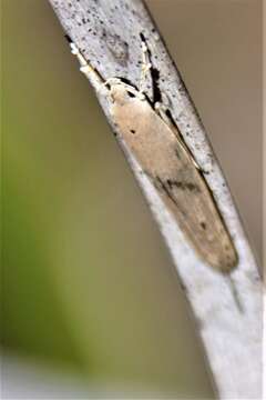 Image of Palm Leaf Skeletonizer