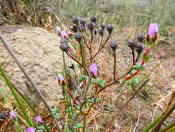 Image of Lampranthus leptaleon (Haw.) N. E. Br.