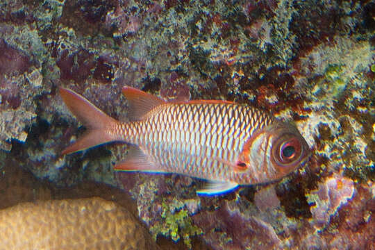 Image of Australian Squirrel-fish