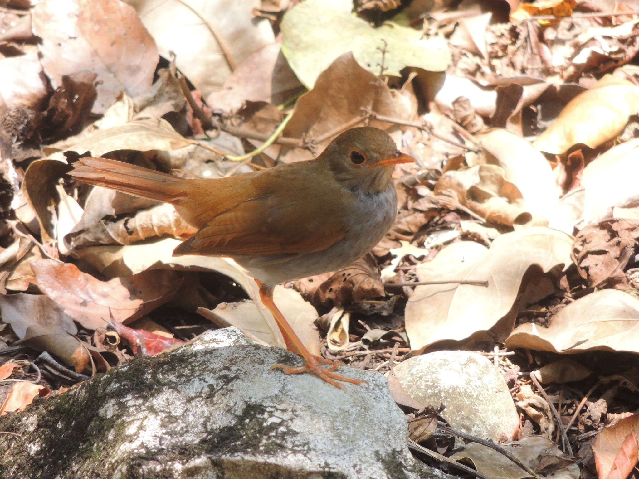 Image of Orange-billed Nightingale-Thrush