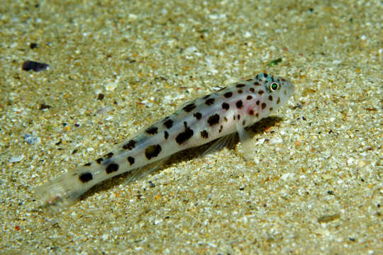 Image of Leopard-spotted Goby