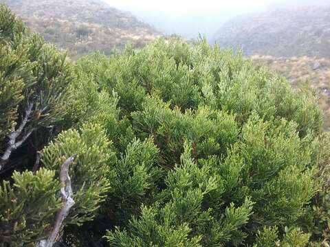 Image of Bog Pine