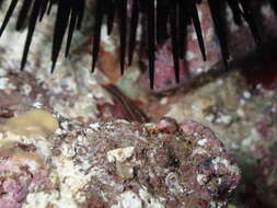 Image of Mediterranean cleaner shrimp