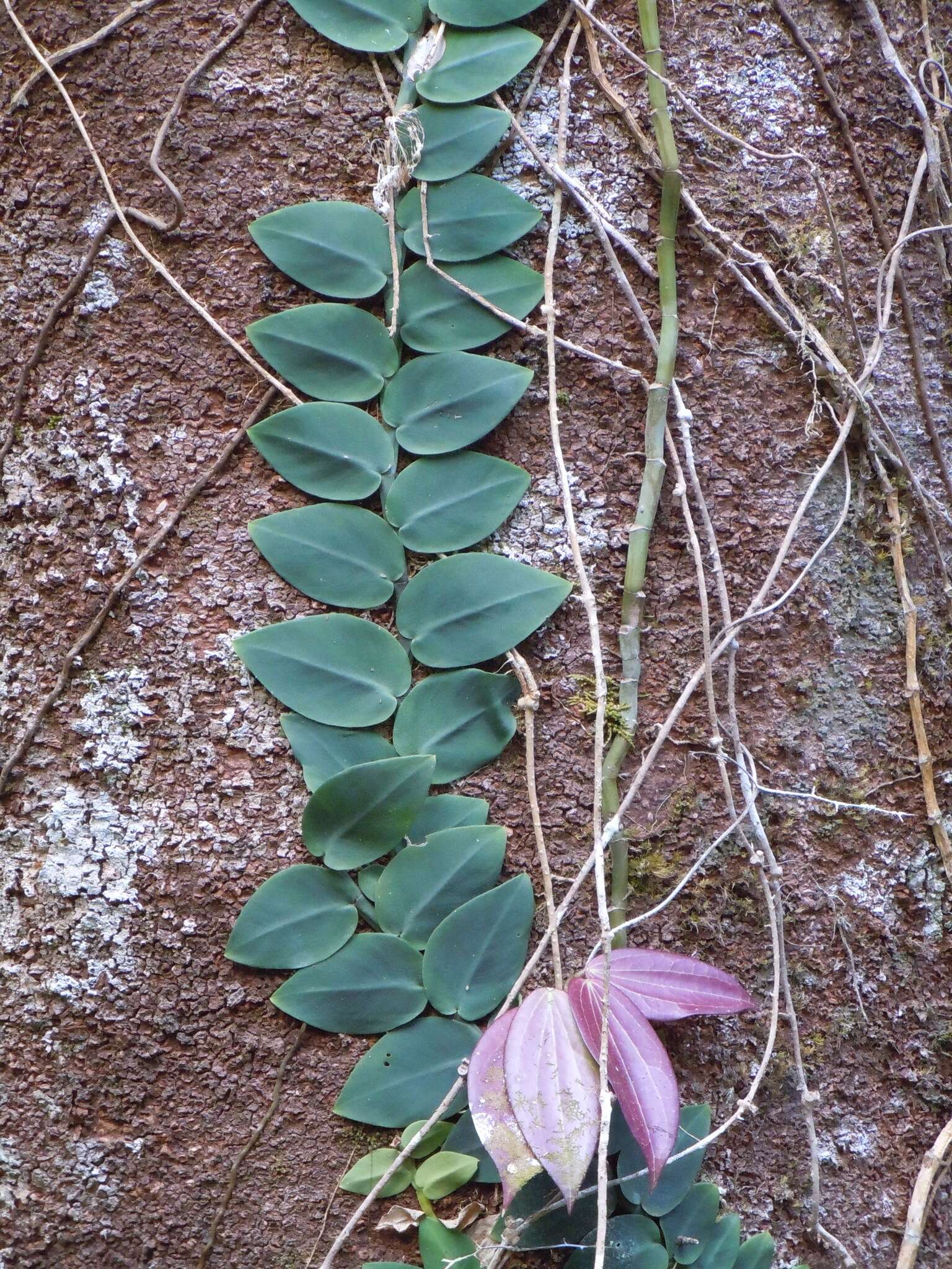 Image of Rhaphidophora hayi P. C. Boyce & Bogner