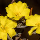 Image of Hibbertia pubens