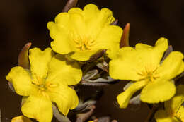 Image of Hibbertia pubens