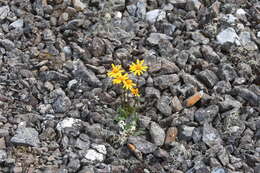 Image of Dwarf Arctic Groundsel