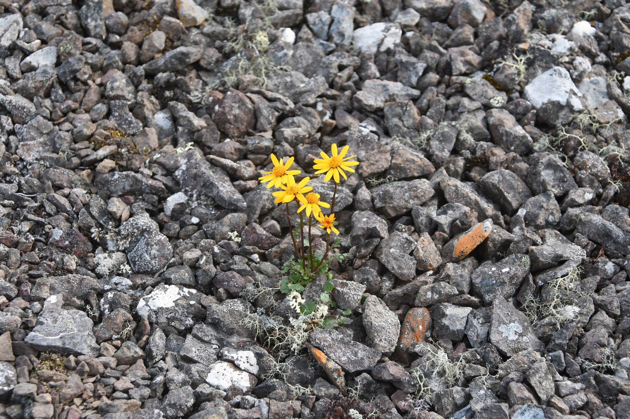 Image of Dwarf Arctic Groundsel