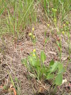 Image of Labrador buttercup