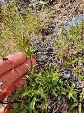 Gentianella angustifolia Glenny的圖片