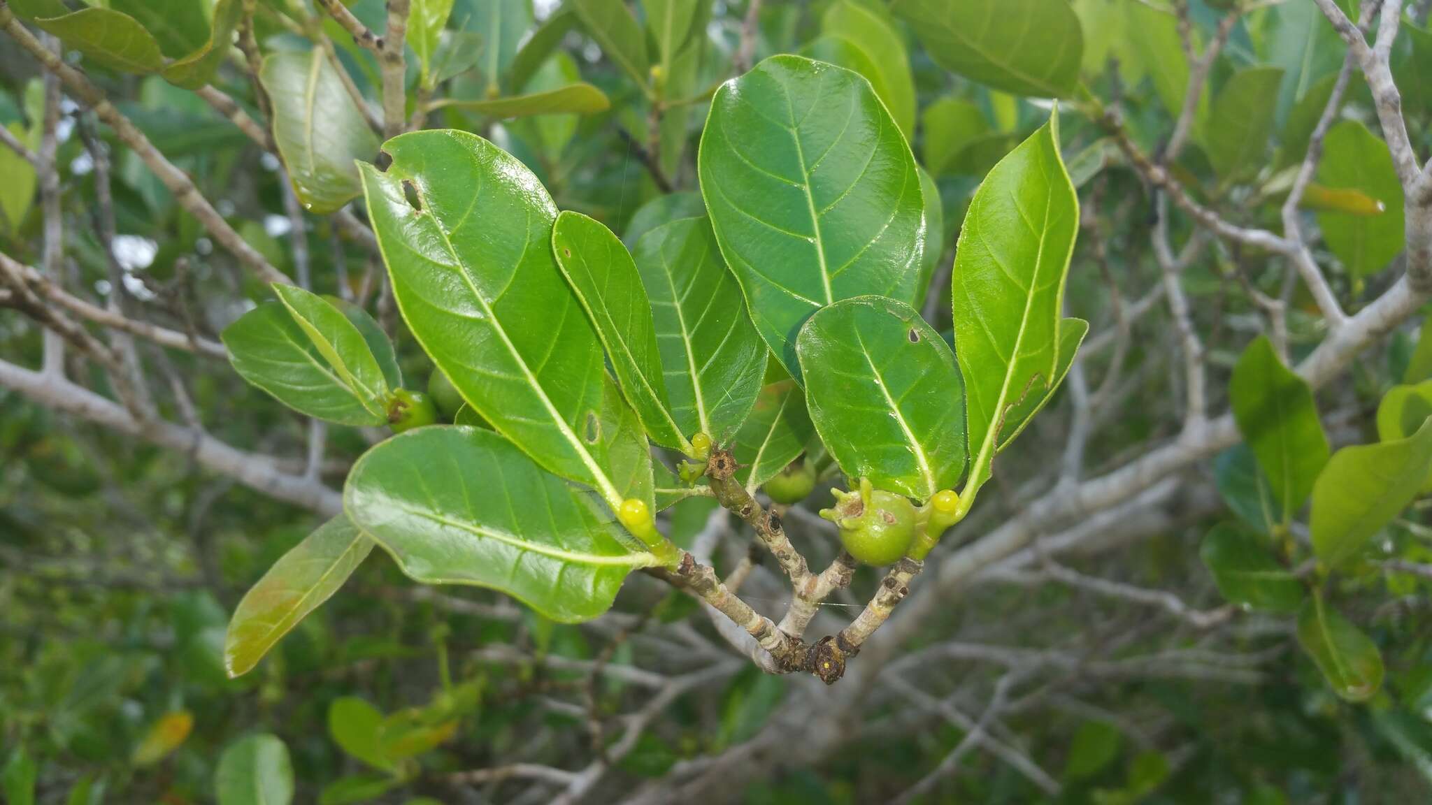 Gardenia rutenbergiana (Baill. ex Vatke) J.-F. Leroy的圖片