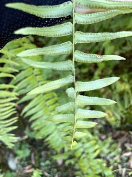 Imagem de Nephrolepis pseudobiserrata Miyam.