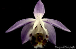 Plancia ëd Pleione hookeriana (Lindl.) Rollisson