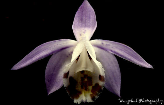 Plancia ëd Pleione hookeriana (Lindl.) Rollisson