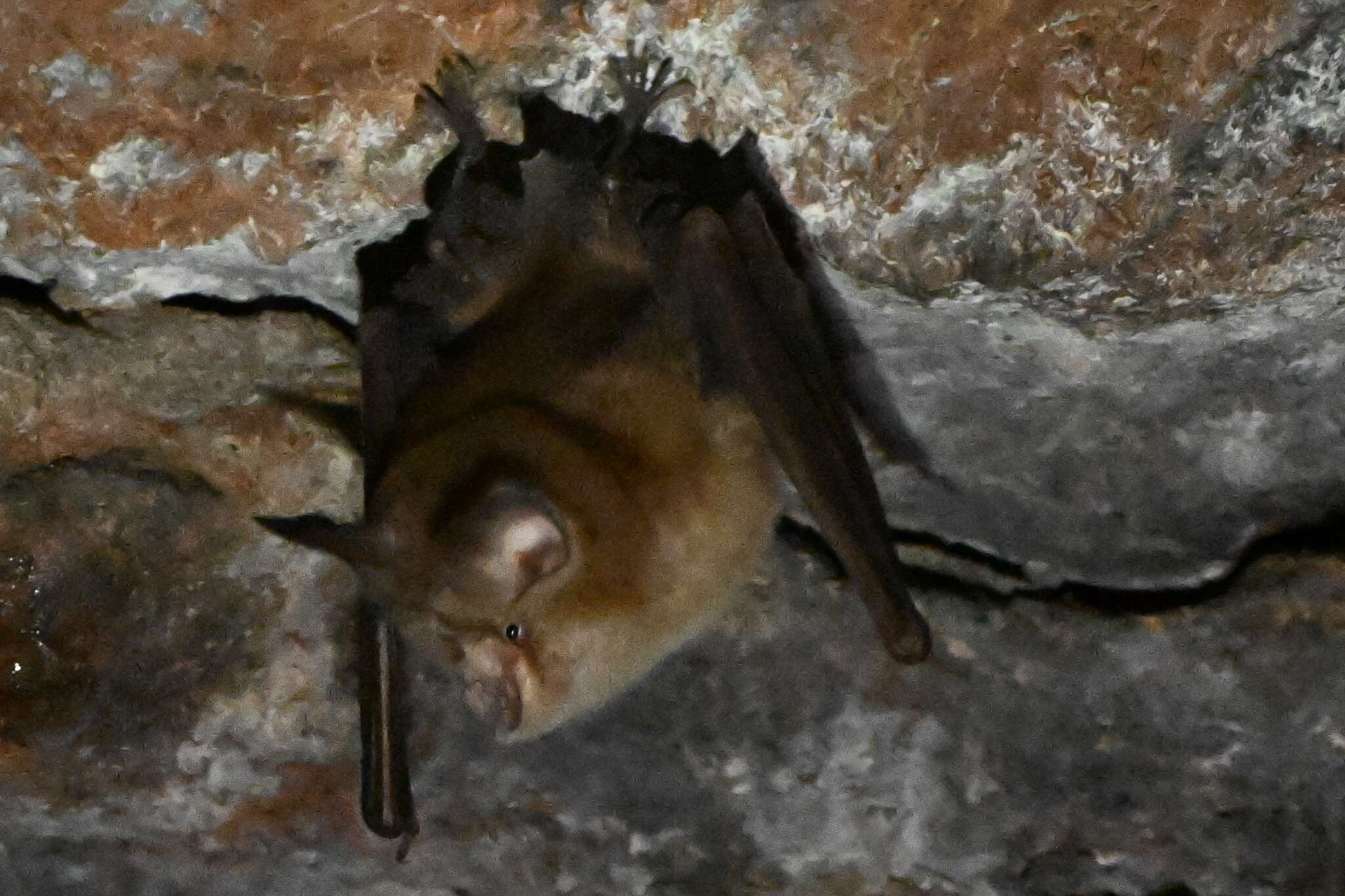 Image of Least Horseshoe Bat