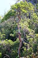 Image of fern-leaf Catalina ironwood