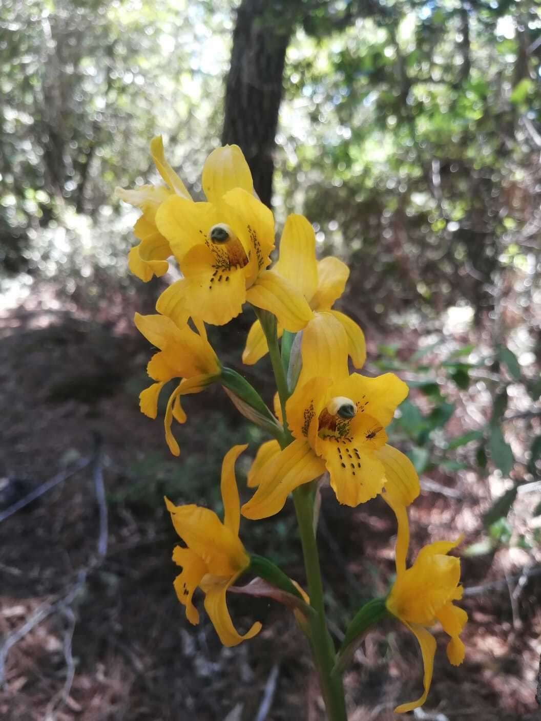 Image of Chloraea gavilu Lindl.