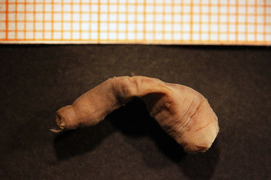 Image of <i>Limnactinia laevis</i> Carlgren 1921