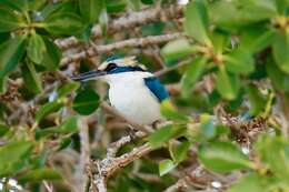 Image of Pacific Kingfisher