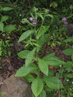 Image of Carduus clavulatus Link