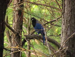 Image of Azure Jay