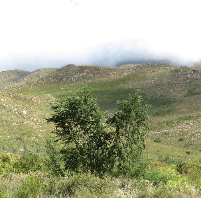 Image of Psoralea odoratissima Jacq.