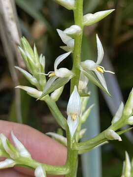 Image of Helmholtzia acorifolia F. Muell.